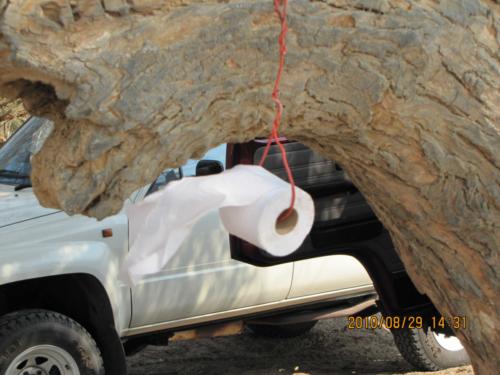 grosser Baum-IMG 0022