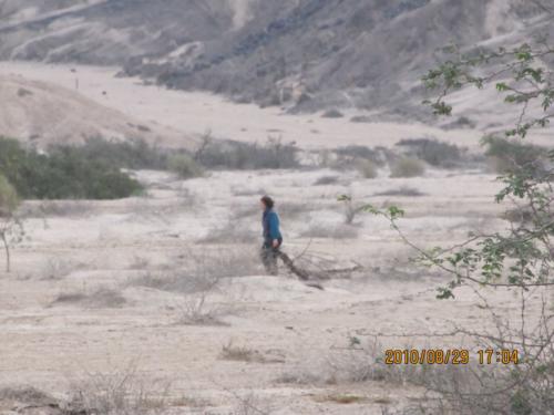 grosser Baum-IMG 0038