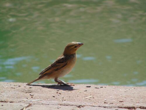 SMGV-Walpurgis-2022-106_resized