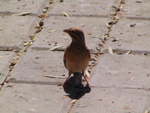 SMGV-Walpurgis-2022-107_resized